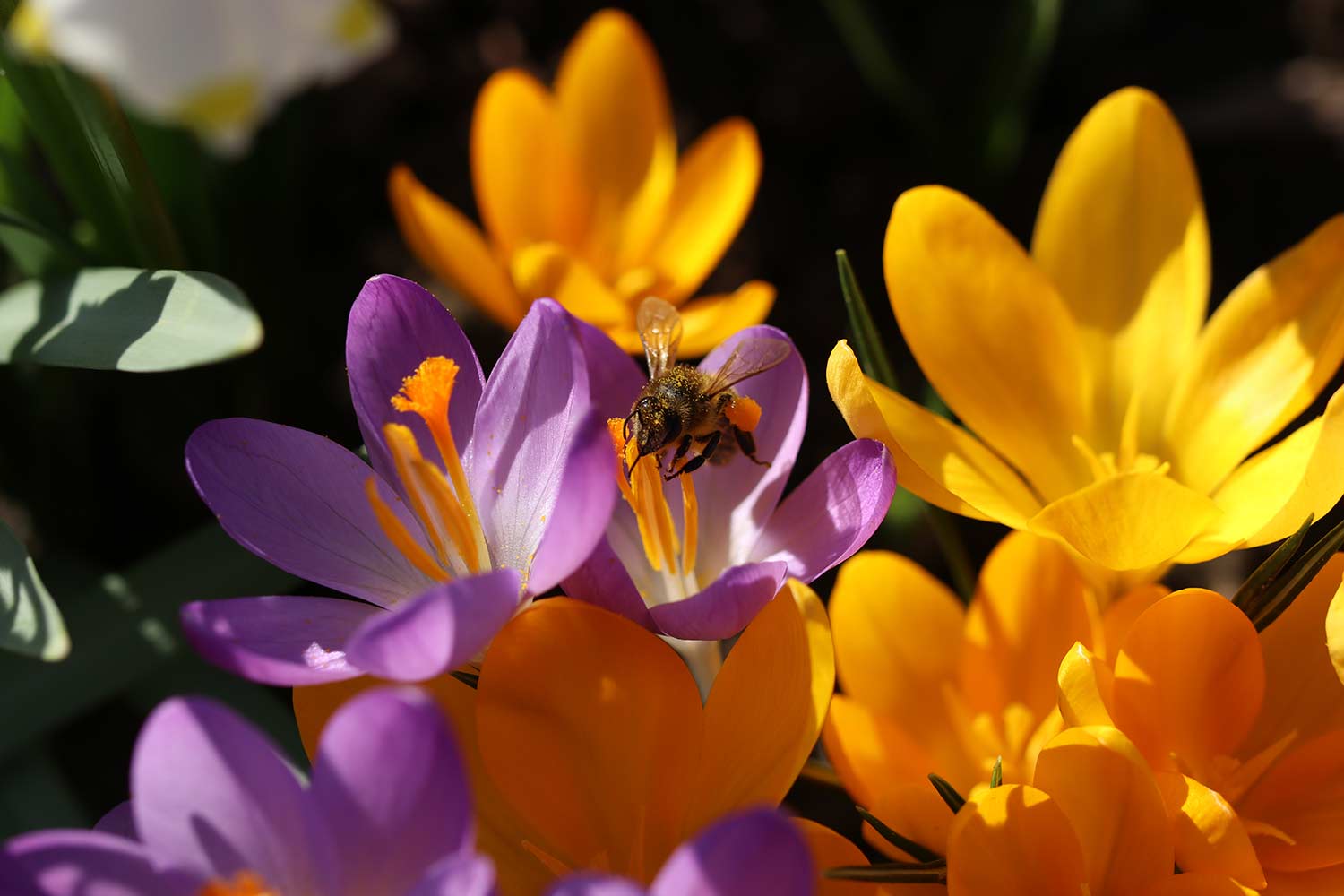 Krokusblüte