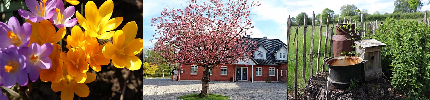 Landhaus Scholz in Dollerup